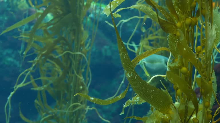 Light rays filter through a Giant Kelp forest. Macrocystis pyrifera. Diving, Aquarium and Marine concept. Underwater close up of swaying Seaweed leaves. Sunlight pierces vibrant exotic Ocean plants