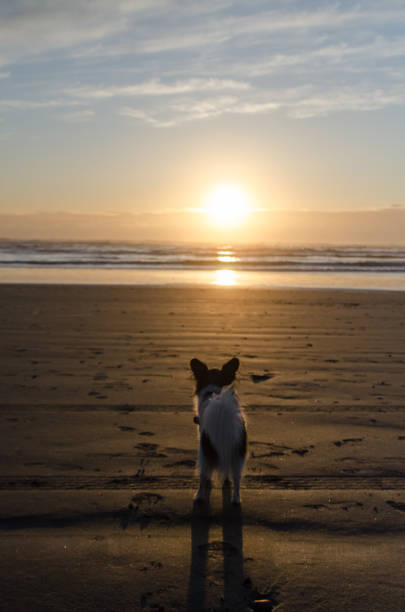istock Black and white papillon watching sunset in Westport near Lighthouse State park 1212880501