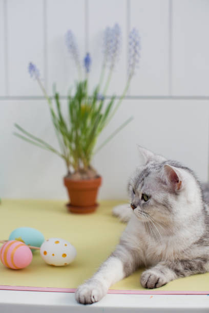 istock Grey cat, easter eggs and muscari in a flowerpot 1212880652
