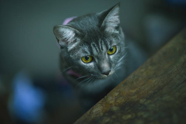 istock Cute gray kittens are looking at interesting things. 1212883342