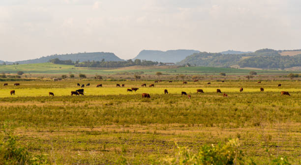 el ganado vacuno es un conjunto de razas bovinas destinadas al sacrificio para la producción de carne y productos cárnicos - cowboy blue meadow horizontal fotografías e imágenes de stock