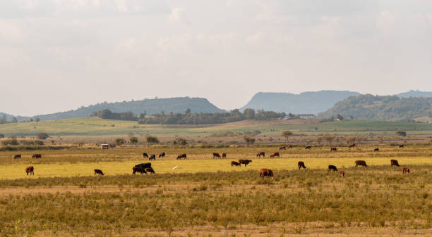 el ganado vacuno es un conjunto de razas bovinas destinadas al sacrificio para la producción de carne y productos cárnicos - cowboy blue meadow horizontal fotografías e imágenes de stock