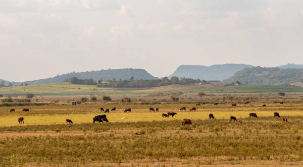 肉牛は、肉や肉製品の生産のための虐殺のために運命づけられた牛の品種のセットです - cowboy blue meadow horizontal ストックフォトと画像