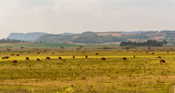 el ganado vacuno es un conjunto de razas bovinas destinadas al sacrificio para la producción de carne y productos cárnicos - cowboy blue meadow horizontal fotografías e imágenes de stock