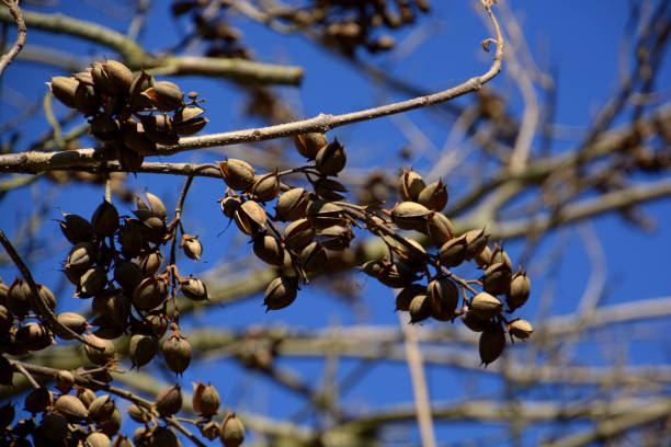 paulownia tomentosa capsules on branch in march