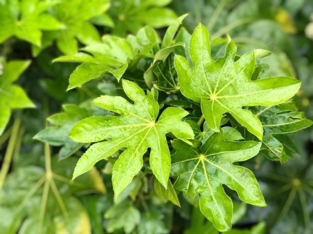 fatsia japonica, dunkelgrüne hochglanzblätter, die auf streunenden stielen gehalten werden. die blätter sind sehr groß, haben eine ahornblattform. blüte zeitgemäß im botanischen garten. frische gefühl. - acer japonica stock-fotos und bilder