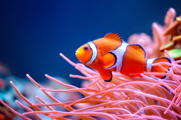 Clownfish Clownfish amphiprion percula stock pictures, royalty-free photos & images