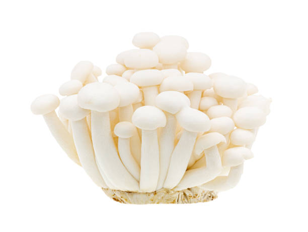 istock White beech mushrooms or Shimeji mushroom isolated on white background, Clipping path. 1212887670