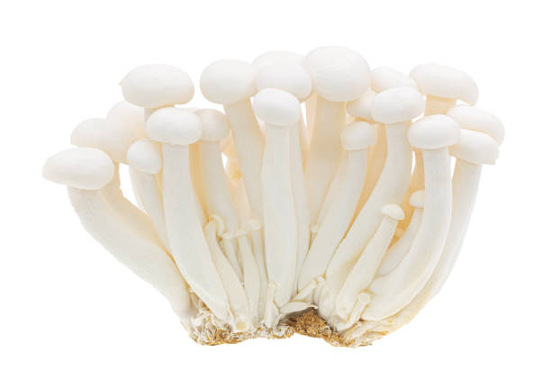 White beech mushrooms or Shimeji mushroom isolated on white background, Clipping path. White beech mushrooms or Shimeji mushroom isolated on white background, Clipping path. buna shimeji stock pictures, royalty-free photos & images