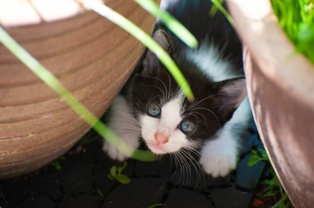 Playful kitten at back yard garden