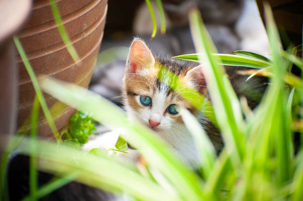 istock Playful kitten at back yard garden 1212887776