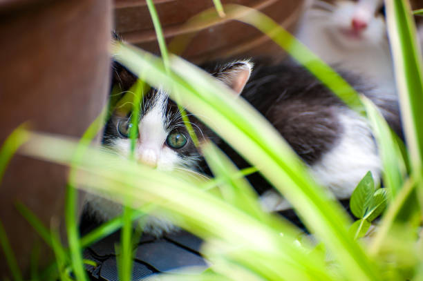 Playful kitten at back yard garden