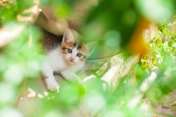 Playful kitten at back yard garden