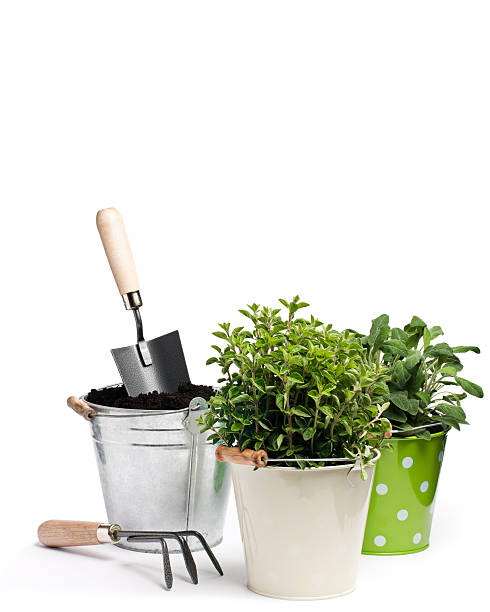istock Two pots with plants and one with soil and gardening tools 121288858