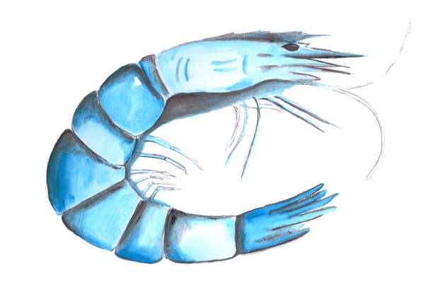 istock Blue watercolor shrimp isolated on white background. Fresh  hand drawn seafood element. 1212889870
