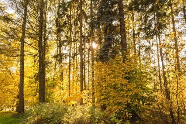 mixed forest in autumn with idyllic orange sunshine