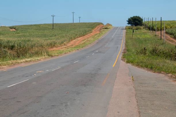 istock Long Bitumen Road Bordered by Sugar Cane and Electricity Poles 1212890089