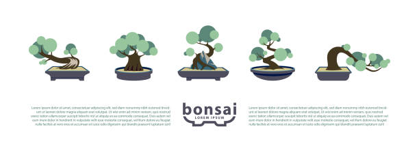 ilustraciones, imágenes clip art, dibujos animados e iconos de stock de conjunto de bonsáis y ollas de bonsái. iconos planos vectoriales con estilos de bonsái. - abstract circle multi colored growth