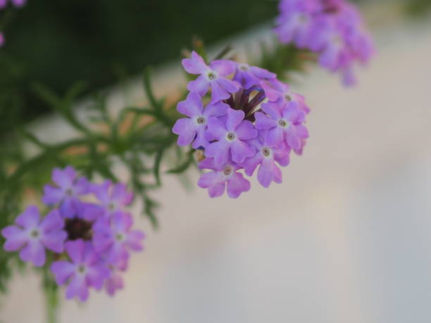 Fuego Dark Violet Verbena purple flowers and excellent heat tolerance genus in the family Verbenaceae semi-woody flowering plants, The flowers are small, with five petals, and borne in dense spikes plant tree on blurred of nature background fuego dark violet verbena flores púrpuras y excelente género de tolerancia al calor en la familia verbenaceae plantas de flores semi-leñosas, las flores son pequeñas, con cinco pétalos, y llevado en densas espigas árbol de la planta sobre borroso de