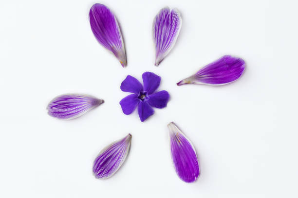 istock Purple flower surrounded with petals top view isolated on white background, spring concept 1212892259