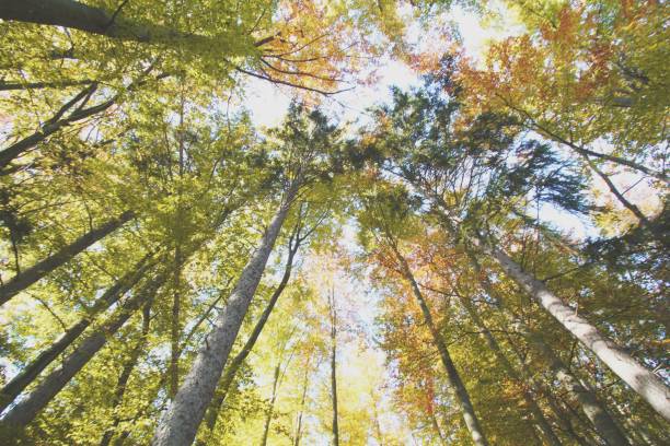 istock Beautiful leaf of tree in autumn. 1212893418