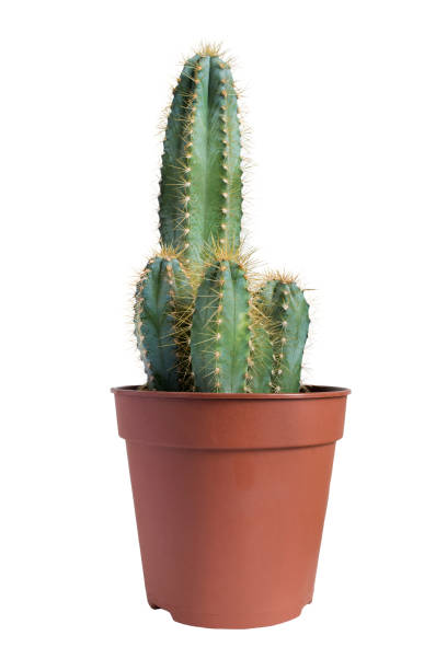 istock Cactus in a pot isolated 1212893660