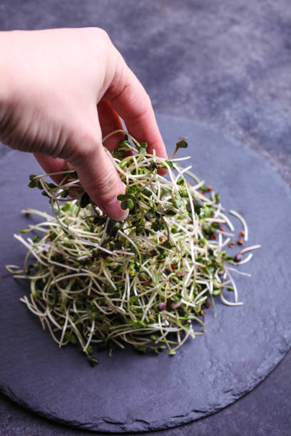 istock Sprouts of microgreen radish 1212894934