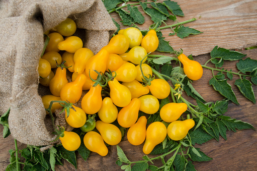 Pear tomato in a burlap bag.Yellow organic pear tomato