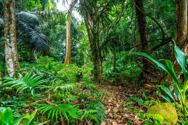 Beautiful, dense vegetation in cloud forest in Sri Lanka