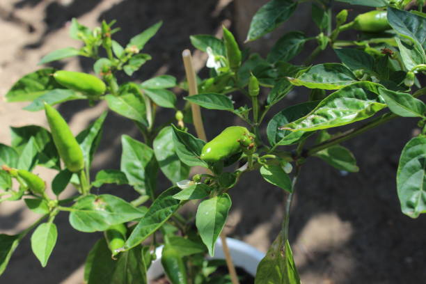istock Bush of green chili peppers. 1212897692