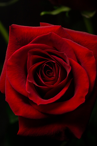 One red rose flower in darkness, close, vertical format