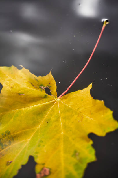 istock Yellow maple leaf floats under water close-up 1212899141