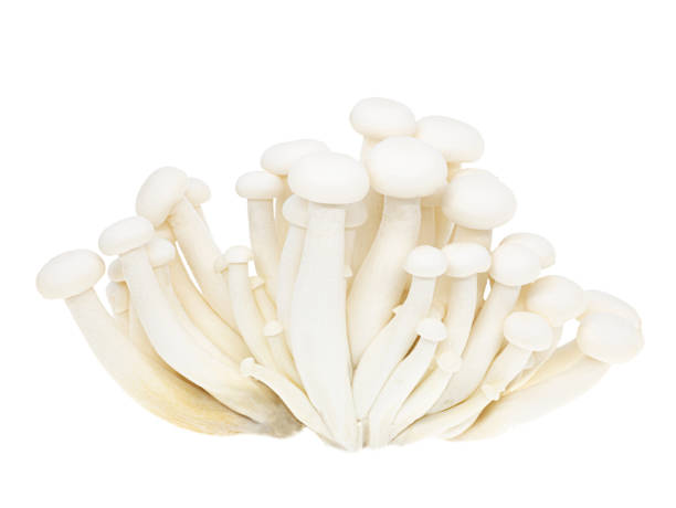 White beech mushrooms or Shimeji mushroom isolated on white background, Clipping path. White beech mushrooms or Shimeji mushroom isolated on white background, Clipping path. buna shimeji stock pictures, royalty-free photos & images