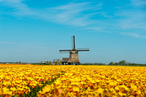 tulipas e moinho de vento, perto de schagen, países baixos - polder windmill space landscape - fotografias e filmes do acervo