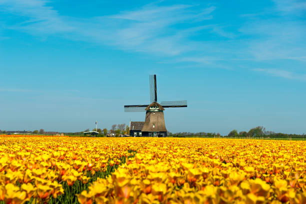 tulips and windmill, near schagen, the netherlands - polder windmill space landscape imagens e fotografias de stock