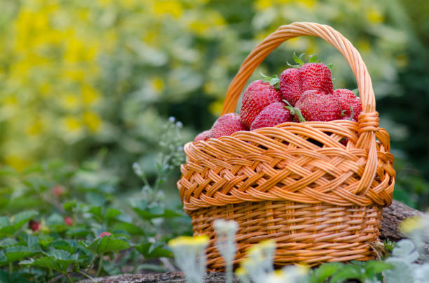 istock Strawberries with green leaves in a wicker basket 1212900462