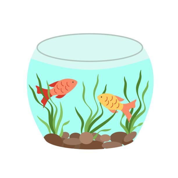 Two small fish swim in a glass aquarium. Vector illustration isolated on white Two small fish swim in a glass aquarium. Vector illustration isolated on white goldfish bowl stock illustrations