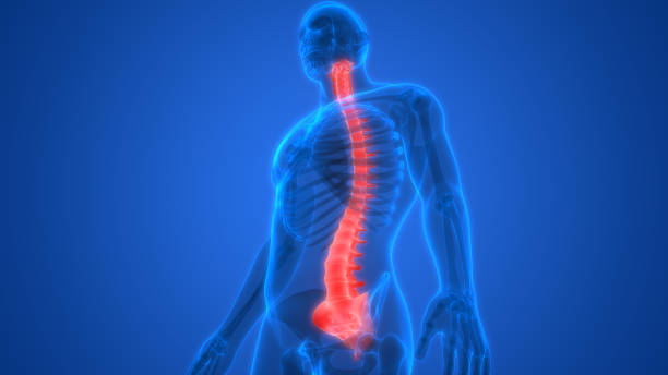 istock Vertebral Column of Human Skeleton System Anatomy 1212900813