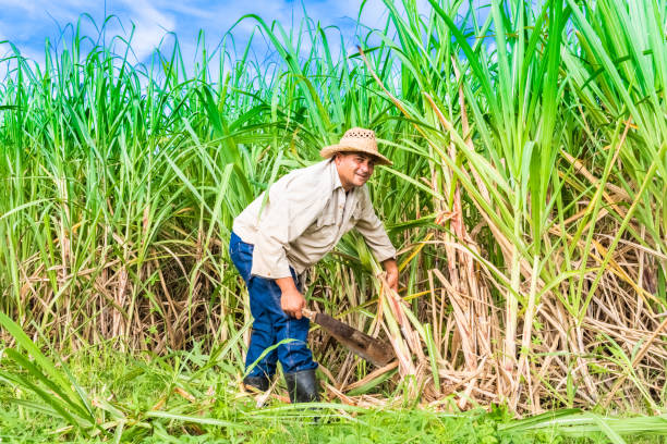 Cuban field farmer on the sugarcane field during the harvest in Santa Clara Cuba - Serie Cuba Reportage stock photo