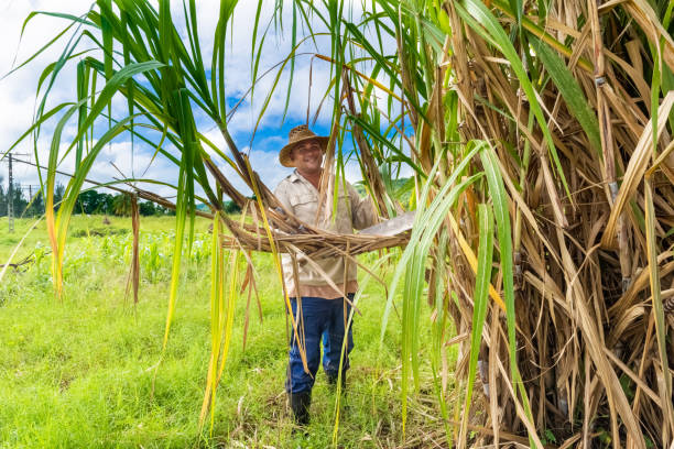 agriculteur cubain de champ sur le champ de canne à sucre pendant la récolte à santa clara cuba - serie cuba reportage - cut sugar cane photos et images de collection