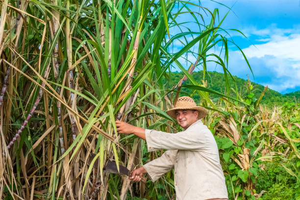 Cuban field farmer on the sugarcane field during the harvest in Santa Clara Cuba - Serie Cuba Reportage stock photo