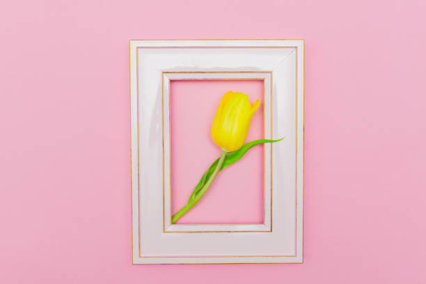 istock Yellow Tulip in a pink frame on a pastel background. Creative layout made with flowers and photo frame. Spring minimal concept 1212906351