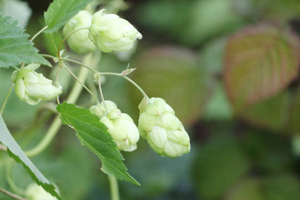 istock Cones of ripened hops in the summer garden 1212906575
