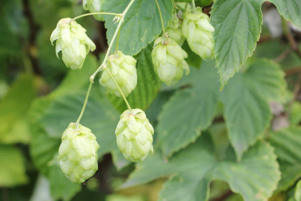 istock Cones of ripened hops in the summer garden 1212906581