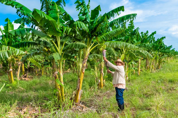 Cuban field farmer on the banana field during the harvest in Santa Clara Cuba - Serie Cuba Reportage stock photo