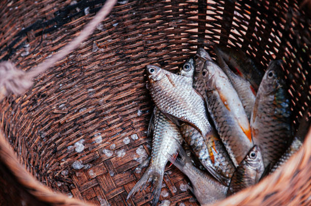 istock Fresh raw Java barb or silver barb fish shiny skin details in bamboo basket 1212909676