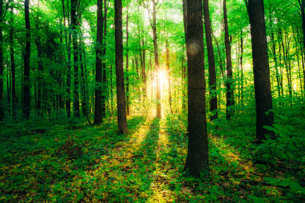 istock a spring forest trees. nature green wood sunlight backgrounds. 1212912330