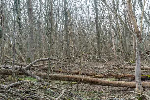 Photo of Fallen trees in a deciduous forest