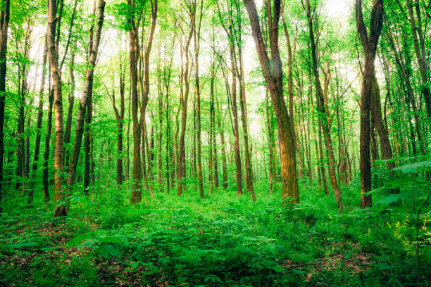 istock a spring forest trees. nature green wood sunlight backgrounds. 1212912493