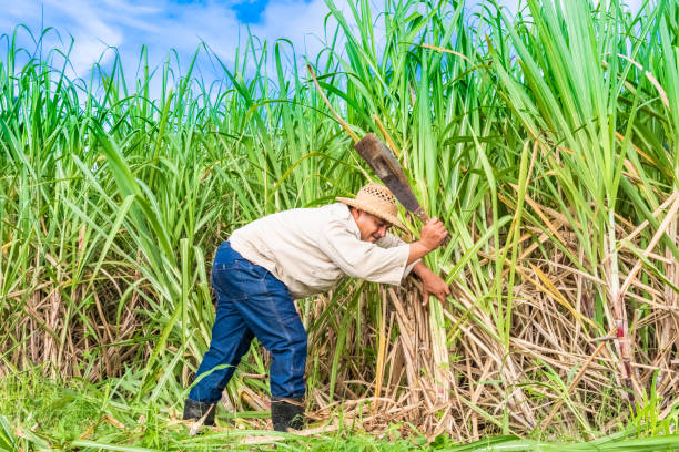 agriculteur cubain de champ sur le champ de canne à sucre pendant la récolte à santa clara cuba - serie cuba reportage - cut sugar cane photos et images de collection